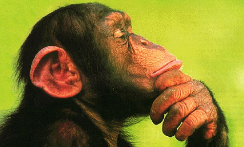 Chimp Thinking About Violence